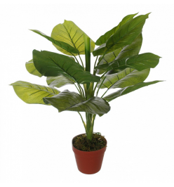 Растение в горшке (63 см) Потос 58008600